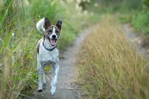 Photos of Ocean (CampingTaiwan's doggo)