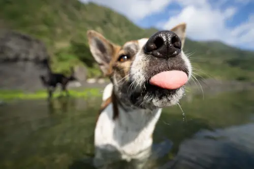 Photos of Ocean (CampingTaiwan's doggo)