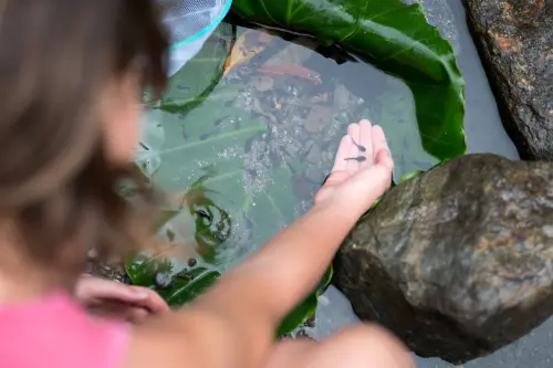 Child discovering tadpoles in a shallow rock pool