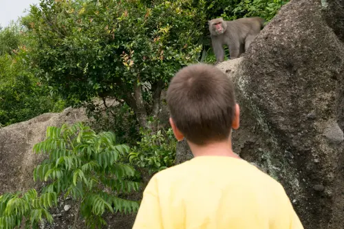 Boy observing a wild Formosan macaque on the rocks
