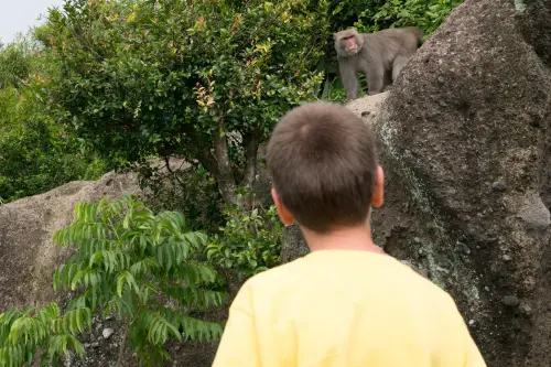 Monkey see, monkey do. 